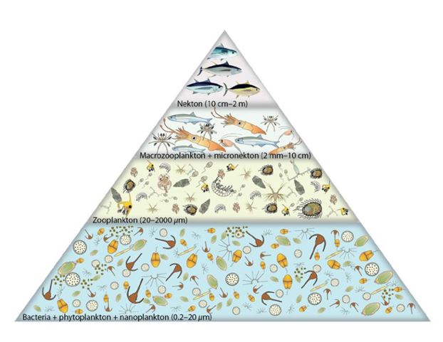 Figure 1. Generalised trophic pyramid for the tropical Pacific Ocean (from Bell et al. (eds) 2011)