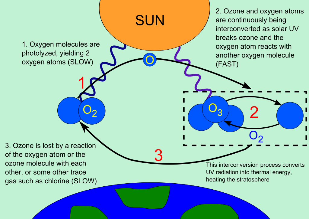 Figure 4 During autumn most of the ClO reacts with NO2 to form the reservoir compound, ClONO2. In winter, nitrogen is removed when nitric acid clouds sink out of the stratosphere. After sunrise, ClO reacts with itself in a catalytic cycle leading to rapid ozone destruction. 