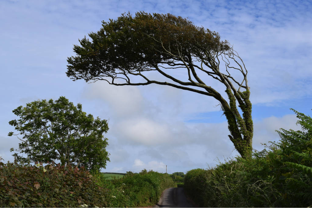 Combed trees in South Devon (photo: Mathew Stiller-Reeve)