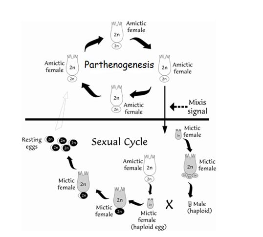 Figure 2. The life cycle of the zooplankton species Brachionus plicatilis (from Denekamp et al., 2009)