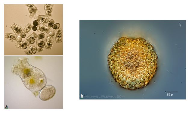 Figure 3. a) Above: sexual female rotifers carrying resting eggs (the darker eggs), together with asexual females carrying lighter-colored amictic eggs, and below: a single asexual female with an attached asexual egg (photos by Jan Kuiper and Lutz Becks). b) Resting egg of the zooplankton species Hexarthra mira (photos by Michael Plewka)