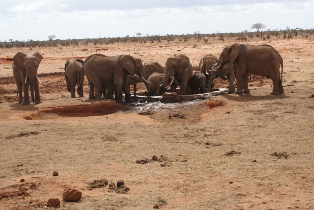 Figure 1: African elephants at a watering point in Tsavo East National Park, Kenya (Photo: Jngatia, TENP, 2011)