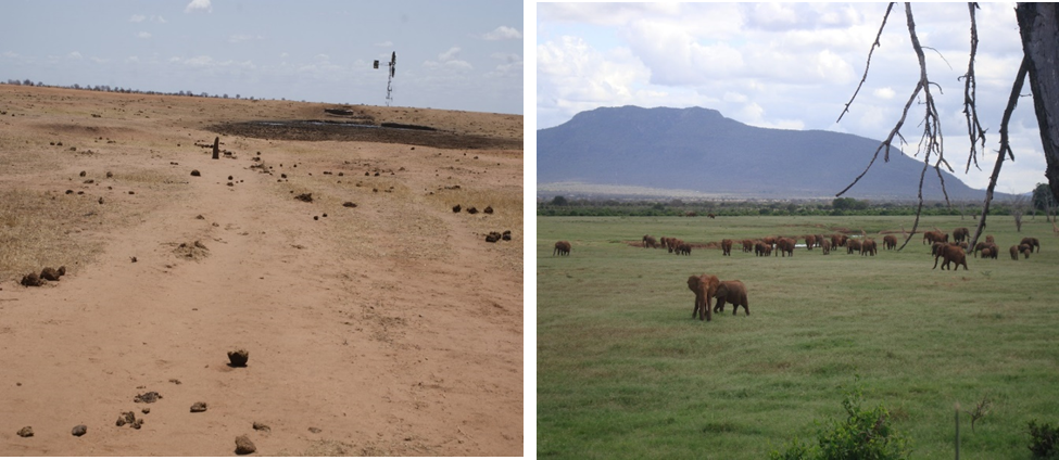 Figure 2: Elephant impact around watering points in the TENP: (a) An area of trampling and vegetation destruction, with abundant elephant dung. (b) An area of expanding grassland following elephant damage. (Photo: Jngatia, TENP, 2011)