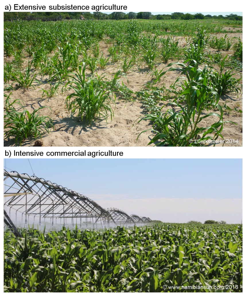 Figure 2: Pearl millet cultivation in (a) extensive rainfed subsistence agriculture, and (b) intensive irrigated agriculture, mainly for commercial purposes.